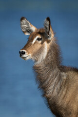 Close-up of female common waterbuck by river