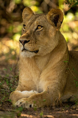 Fototapeta na wymiar Close-up of lioness in shade looking up