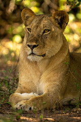 Close-up of lioness in shade scanning horizon