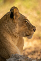 Close-up of lioness lying staring in profile