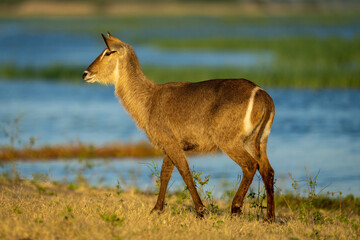 Close-up of female common waterbuck crossing riverbank