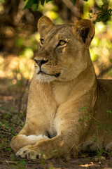 Close-up of lioness lying staring in shadows