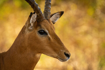 Close-up of male common impala in shade