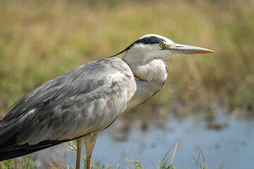 Close-up of grey heron standing on riverbank