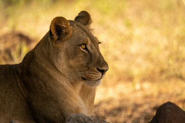 Close-up of lioness lying staring in shadow