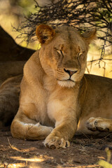 Naklejka na ściany i meble Close-up of lioness lying with eyes closed