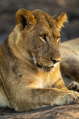 Close-up of young lion lying by another