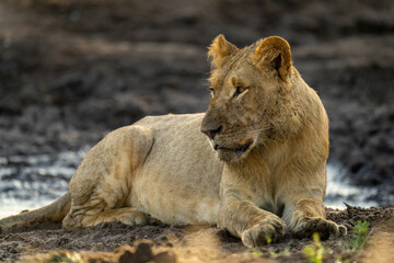 Obraz na płótnie Canvas Close-up of young lion lying turning head