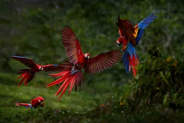Raamstickers Parrot fly fight. Red macaw in the rain. Macaw parrot flying in dark green vegetation. Scarlet Macaw, Ara macao, in tropical forest, Costa Rica, Wildlife scene from tropical nature. © ondrejprosicky