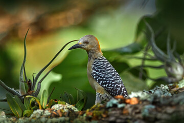 Costa Rica woodpecker. Hoffmann's woodpecker Melanerpes hoffmannii, in the nature habitat, bird behaviour. Wildlife scene  from tropic forest, Carara NP, Costa Rica.