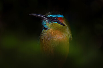 Bird portrait, Mexico, wildlife. Lesson's motmot, Momotus lessonii, hidden in the green forest vegetation. Bird in the nature habitat, Valladolid, Yucatán in Maxico. Motmot, birdwatching. Close-up.