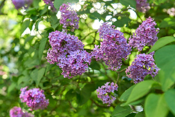 Obraz premium Lilac branches on a bush in spring close-up.