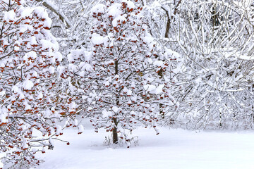 Rowan berries are covered with snow in winter, rowan trees in the park in winter.