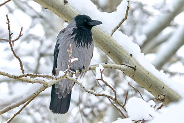 Crow on a tree branch in winter close-up.