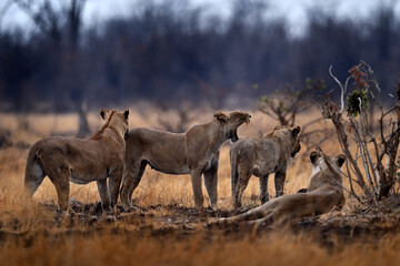 Obraz na płótnie Canvas Lion family in nature, females in Savuti, Chobe NP in Botswana. Africa.
