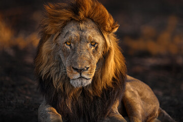 Africa lion, male. Botswana wildlife. Lion, fire burned destroyed savannah. Animal in fire burnt place, lion lying in the black ash and cinders, Savuti, Chobe NP in Botswana. Hot season in Africa.