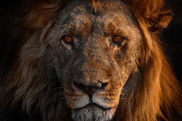 Africa lion, male. Botswana wildlife. Lion, fire burned destroyed savannah. Animal in fire burnt place, lion lying in the black ash and cinders, Savuti, Chobe NP in Botswana. Hot season in Africa.