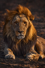 Naklejka na ściany i meble Africa lion, male. Botswana wildlife. Lion, fire burned destroyed savannah. Animal in fire burnt place, lion lying in the black ash and cinders, Savuti, Chobe NP in Botswana. Hot season in Africa.