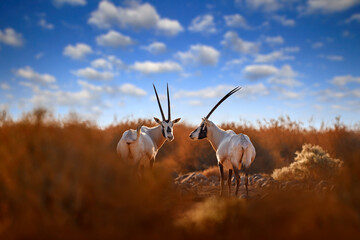 Arabia nature.  Wildlife Jordan, Arabian oryx or white oryx, antelope with a distinct shoulder...
