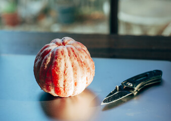 Peeled grapefruit with black pocket knife on smooth table - obrazy, fototapety, plakaty