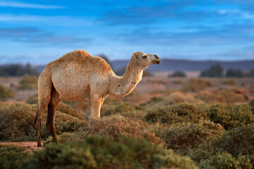 Dromedary or Arabian camel, Camelus dromedarius, even-toed ungulate with one hump on back. Camel in...