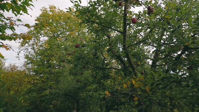 apple tree in the vegetable garden in summer