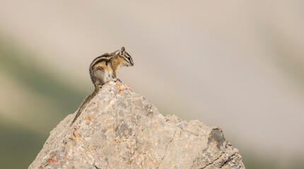 Ground squirrel sitting on top of a rock with a soft background, Alberta, Canada