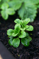 Feldsalat im Beet nach Regen