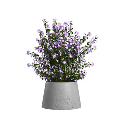 lavender flowers in a pot on transparent background PNG file	