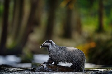 Wildlife in Europe forest. Badger catch fish in wood, animal in nature habitat, Germany, Europe. Wild Badger drink water in the river, Meles meles, animal in wood. Mammal in environment, rainy day.