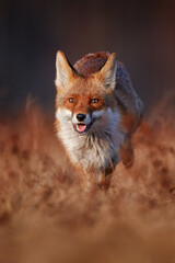 Wildlife - fox run on orange autumn gress meadow. Cute red Fox, Vulpes vulpes in fall forest....