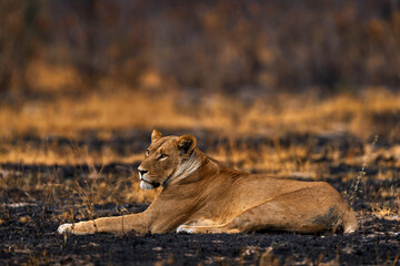 African lion, young kitten. Botswana wildlife. Lion, fire burned destroyed savannah. Animal in fire burnt place, lion lying in black ash and cinders, Chobe NP in Botswana. Hot season in Africa.