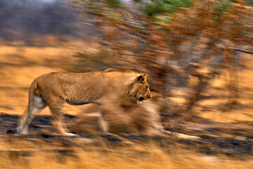 Artistic photo, blur motion art - lion. Botswana wildlife. Lion, fire burned destroyed savannah....