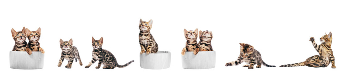 Fototapeta Bengal cat young kittens playing, set isolated on transparent white background obraz
