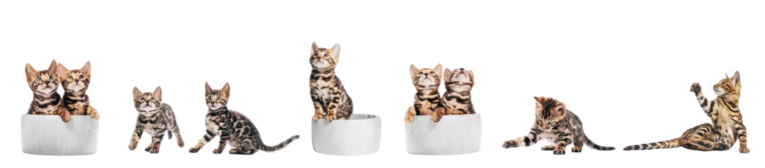 Foto op Plexiglas Bengal cat young kittens playing, set isolated on transparent white background © Photocreo Bednarek