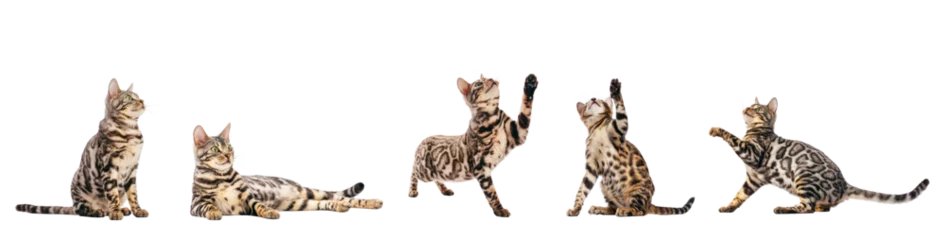 Poster Bengal cat with scratching poses collection, set isolated on transparent white background © Photocreo Bednarek