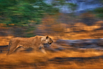 Artistic photo, blur motion art - lion. Botswana wildlife. Lion, fire burned destroyed savannah....