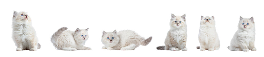 Cute kitten cat playing collection, set isolated on transparent white background - obrazy, fototapety, plakaty
