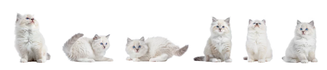Foto op Plexiglas Cute kitten cat playing collection, set isolated on transparent white background © Photocreo Bednarek