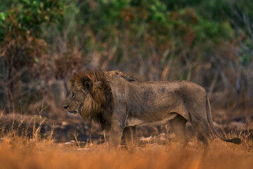 Lion, fire burned destroyed savannah. Animal in fire burnt place, lion lying in the black ash and cinders, Savuti, Chobe NP in Botswana. Hot season in Africa. African lion, male. Botswana wildlife.