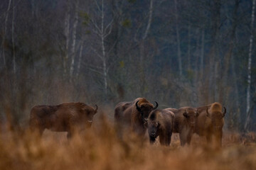 Bison herd in the autumn forest, sunny scene with big brown animal in the nature habitat, yellow leaves on the trees, Bialowieza NP, Poland. Wildlife scene from nature. Big brown European bison.