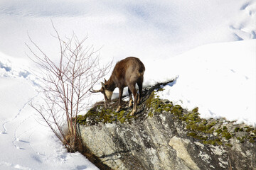 Camoscio che sta mangiando nel Parco nazionale del Gran Paradiso, Italia