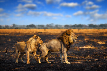Lion male fight, fire burned destroyed savannah. Animal in fire burnt place, Savuti, Chobe NP in Botswana. Hot season in Africa. African lion, male. Botswana wildlife. Burnt place with blue sky.