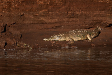 American crocodiles, Crocodylus acutus, animals in the river. Wildlife scene from nature. Crocodiles from river Tarcoles, Costa Rica. Dangerous animals in the mud.