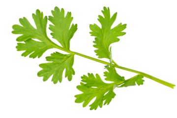 High definition of fresh green coriander leaf isolated on transparent background, salad leaf,  PNG File.