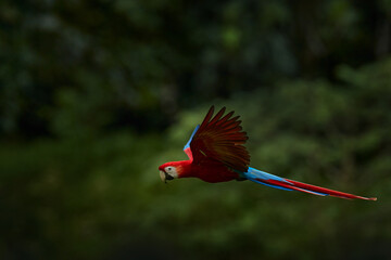 Red parrot flying in dark green vegetation. Scarlet Macaw, Ara macao, in tropical forest, Brazil. Wildlife scene from nature. Parrot in flight in the green jungle habitat.