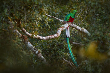Resplendent Quetzal, Pharomachrus mocinno, from Chiapas, Mexico with blurred green forest in...