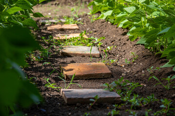 Petit chemin de terre au milieu d'un jardin potager.