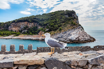 Sea gull on Porto Venere coast with cliffs in Italy.