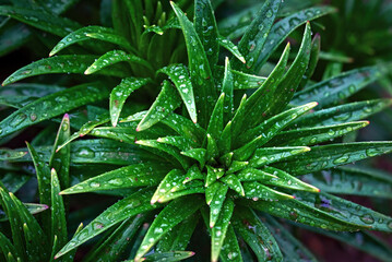 Wet green leaves of Lilium, Lily. Lilies young herbaceous perennial flowering plant with wet green leaves covered with raindrops after rain. Background of green leaves of a lily flower.